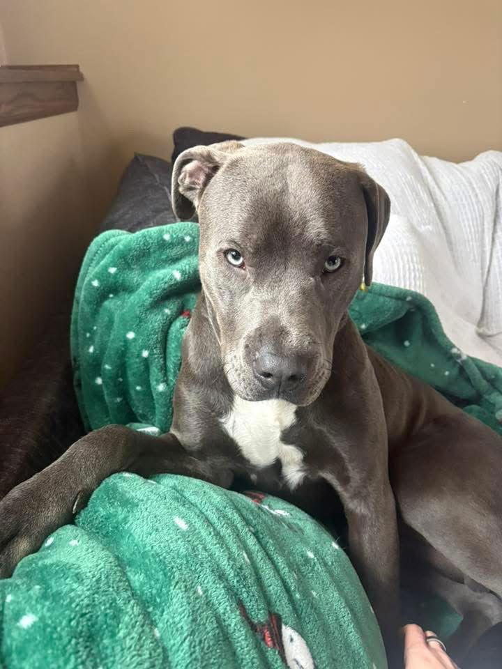 Benson, Adoptable, Young Male Pit Bull Terrier.