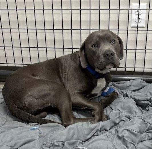 Enlarge Benson, a Adoptable Pit Bull Terrier in Saint Paul, MN image 2/3