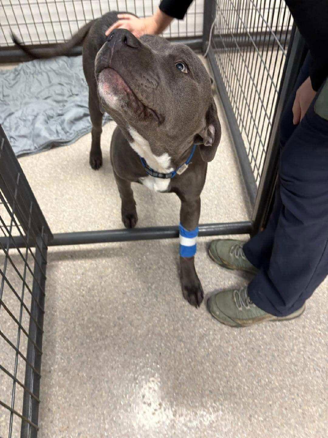 Enlarge Benson, a Adoptable Pit Bull Terrier in Saint Paul, MN image 3/3