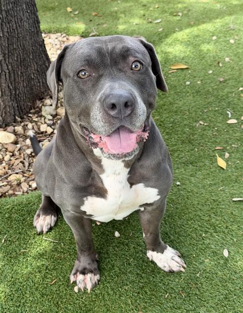 Enlarge SERENA, a Adoptable Pit Bull Terrier in Fort Myers, FL image 1/1