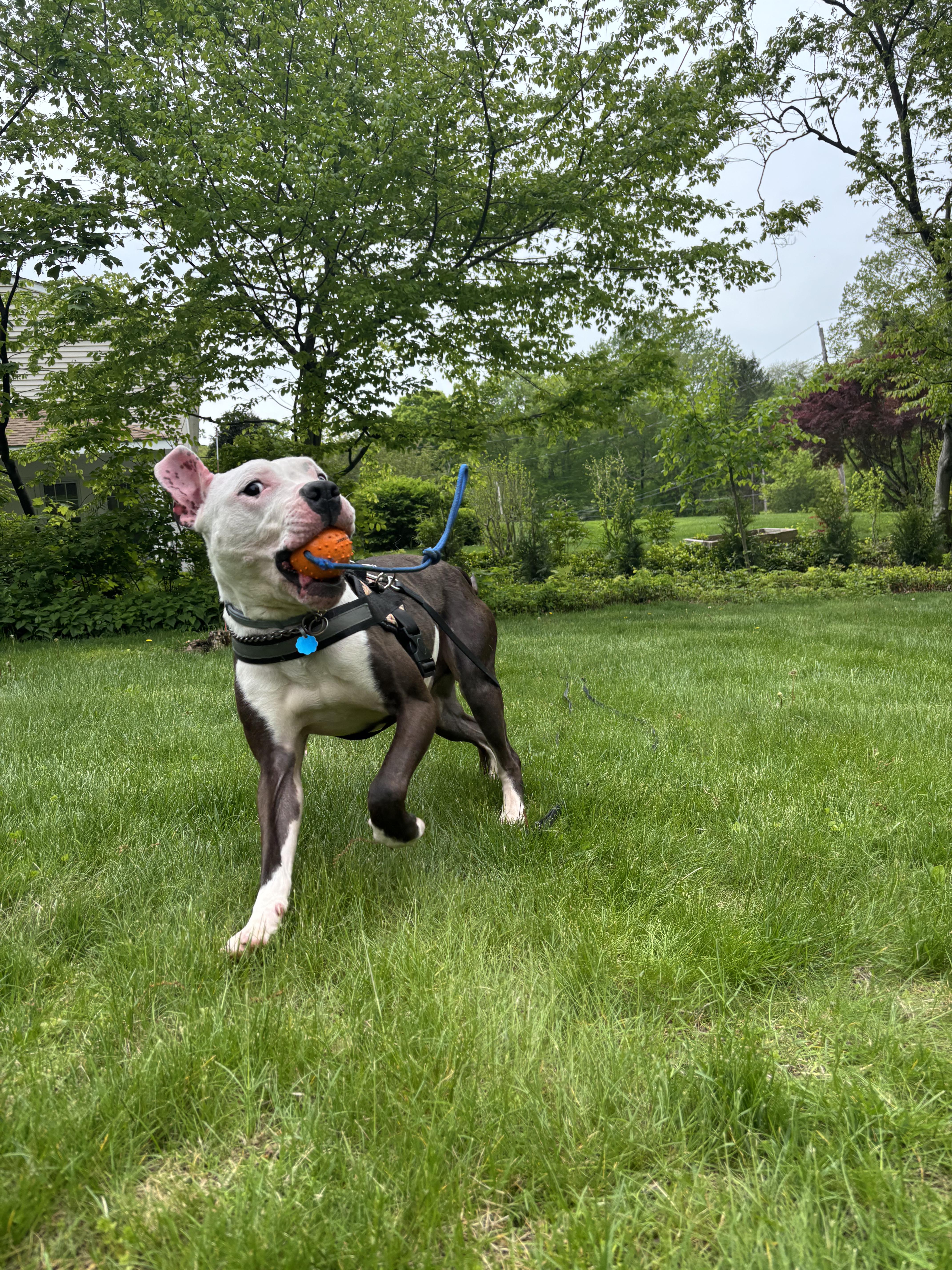 Milo, a Adoptable mixed breed in Brewster, NY image 5/5