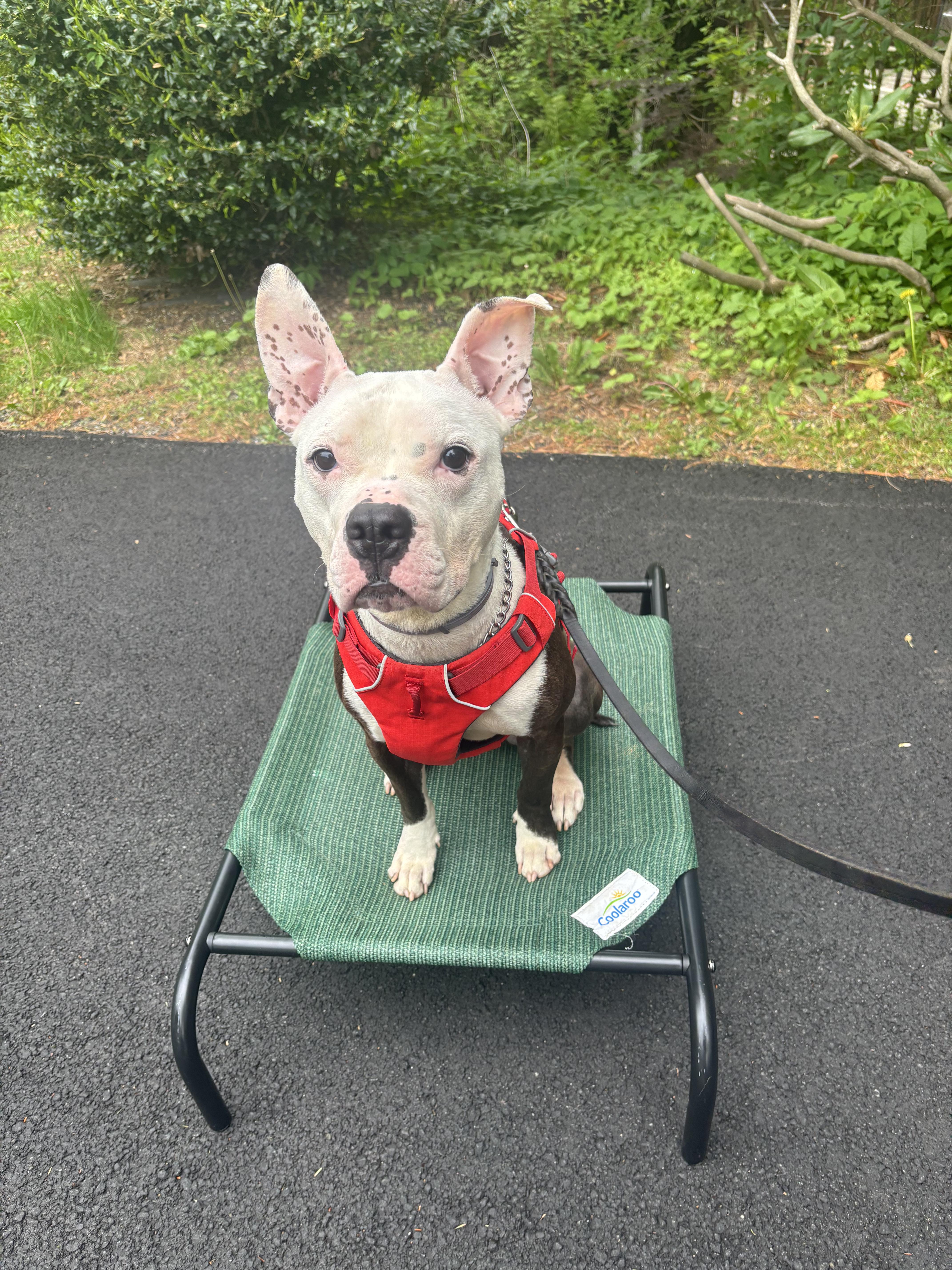 Milo, a Adoptable mixed breed in Brewster, NY image 4/5