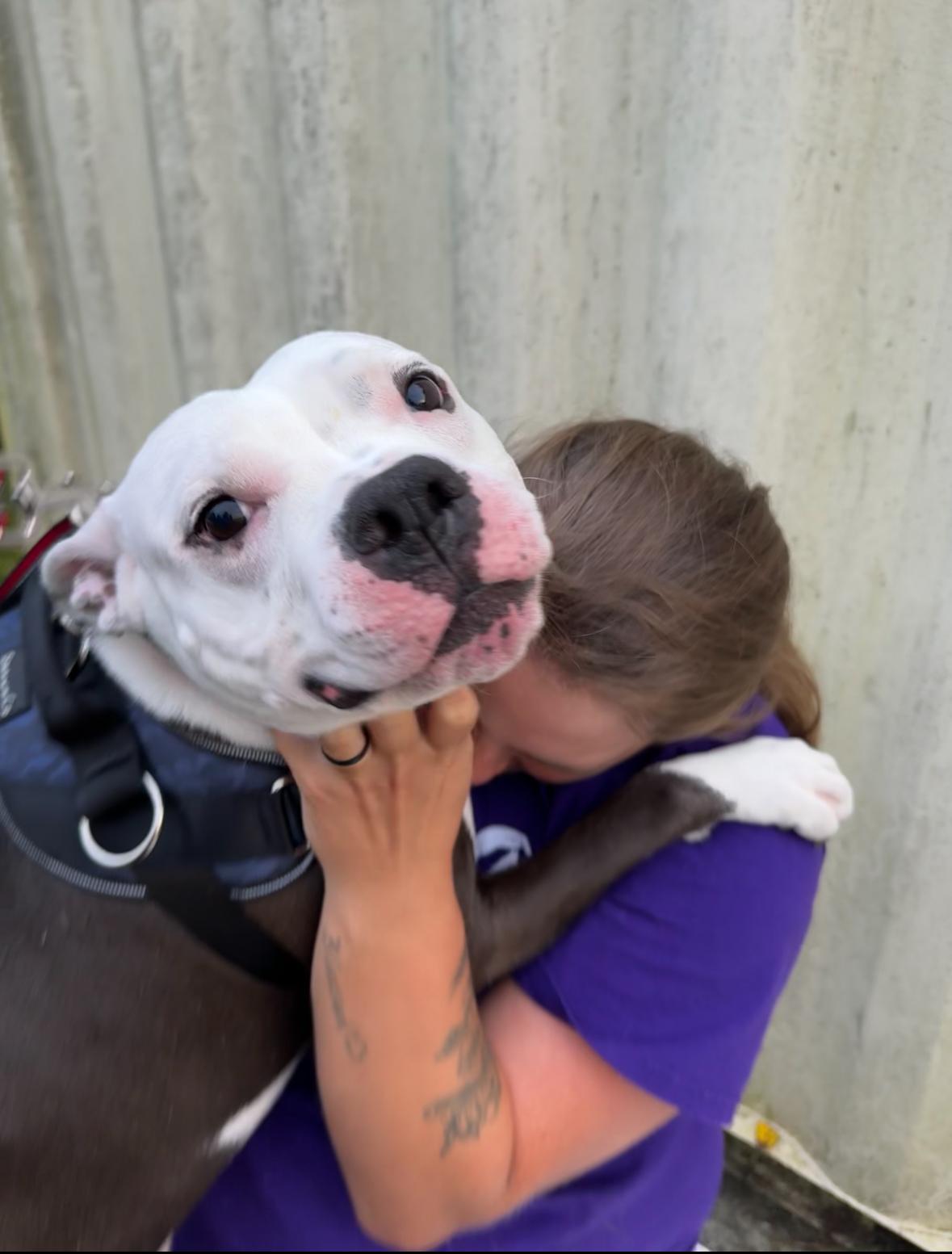 Milo, a Adoptable mixed breed in Brewster, NY image 2/5