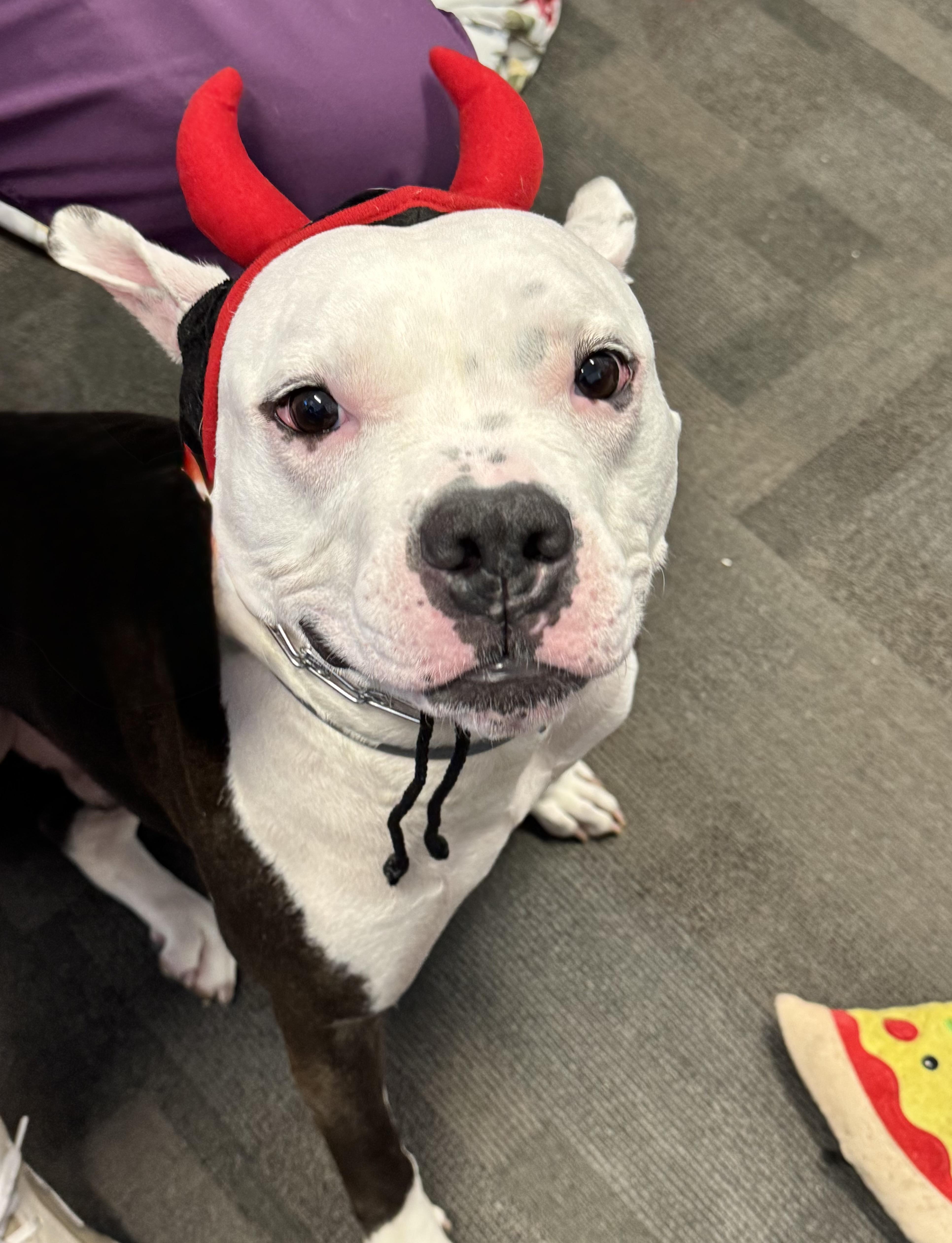 Milo, Adoptable, Adult Male American Staffordshire Terrier & Boxer.