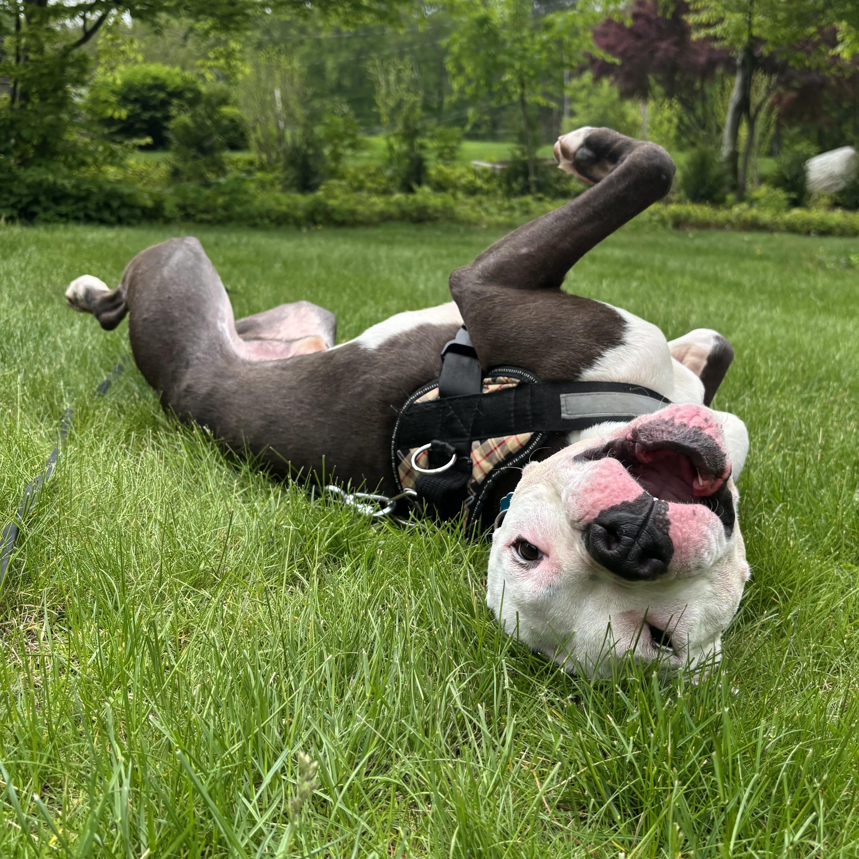 Milo, a Adoptable mixed breed in Brewster, NY image 3/5