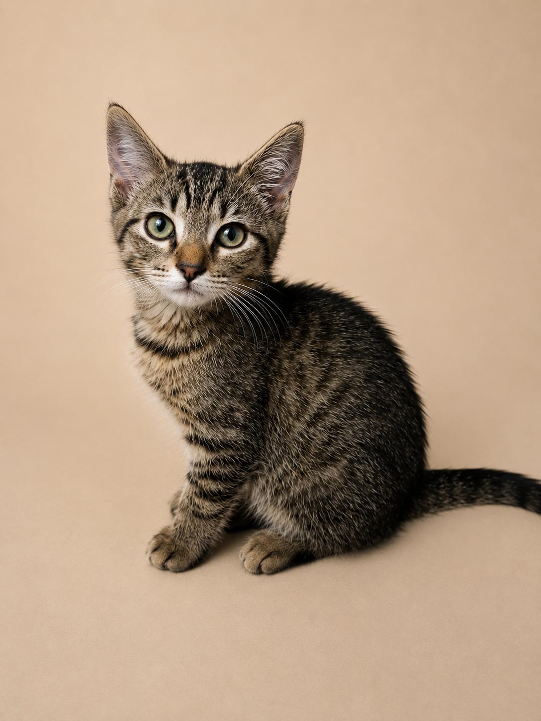 Enlarge Lickety Split, a ADOPTABLE Tabby in Richmond, VA image 1/1