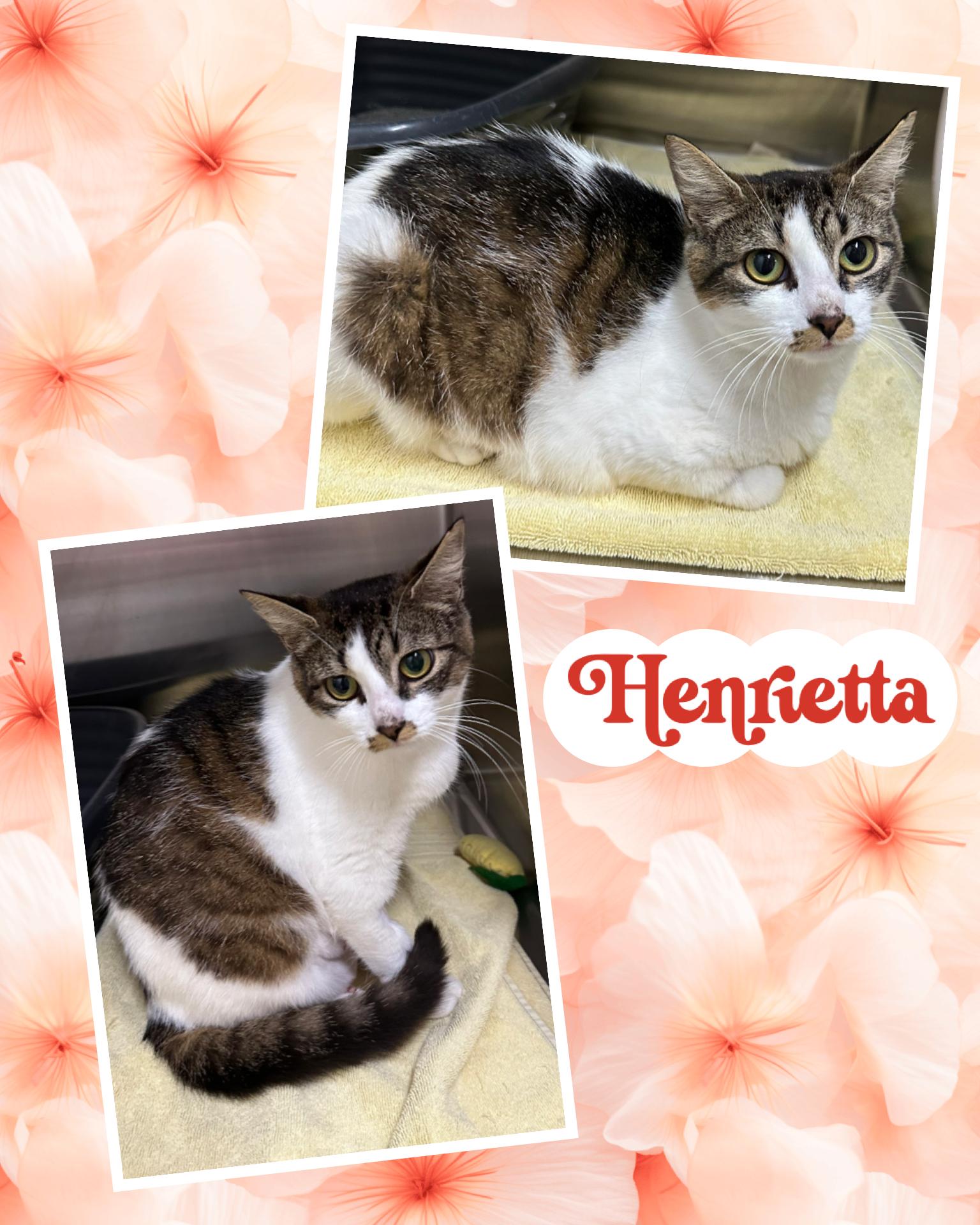 Enlarge Henrietta, a Adoptable Domestic Short Hair in Howes Cave, NY image 1/2