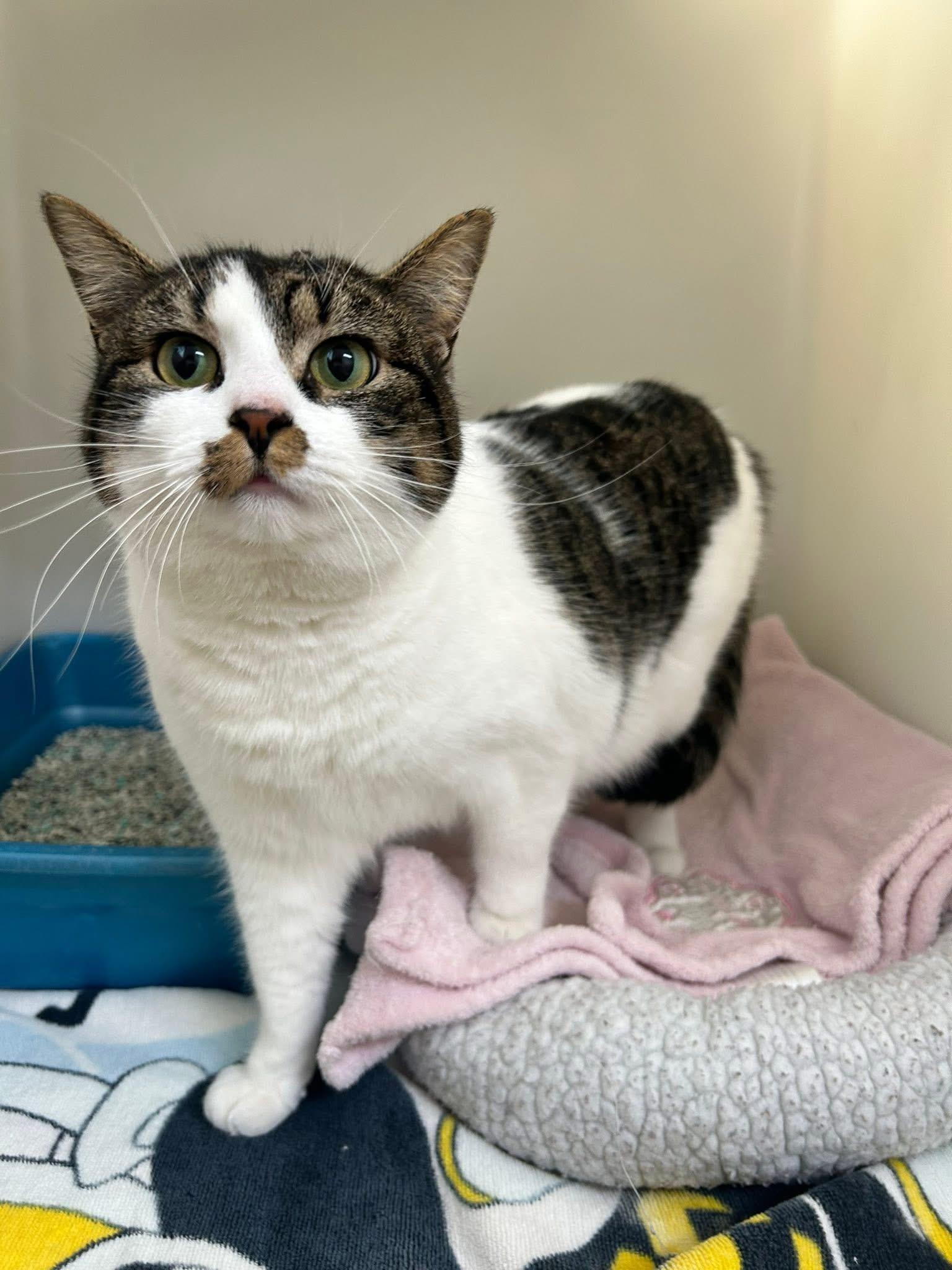 Enlarge Henrietta, a Adoptable Domestic Short Hair in Howes Cave, NY image 4/4