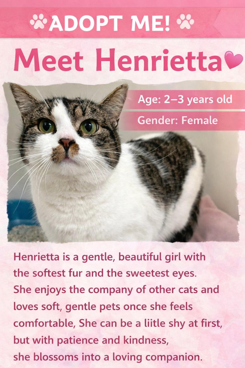 Enlarge Henrietta, a Adoptable Domestic Short Hair in Howes Cave, NY image 1/4
