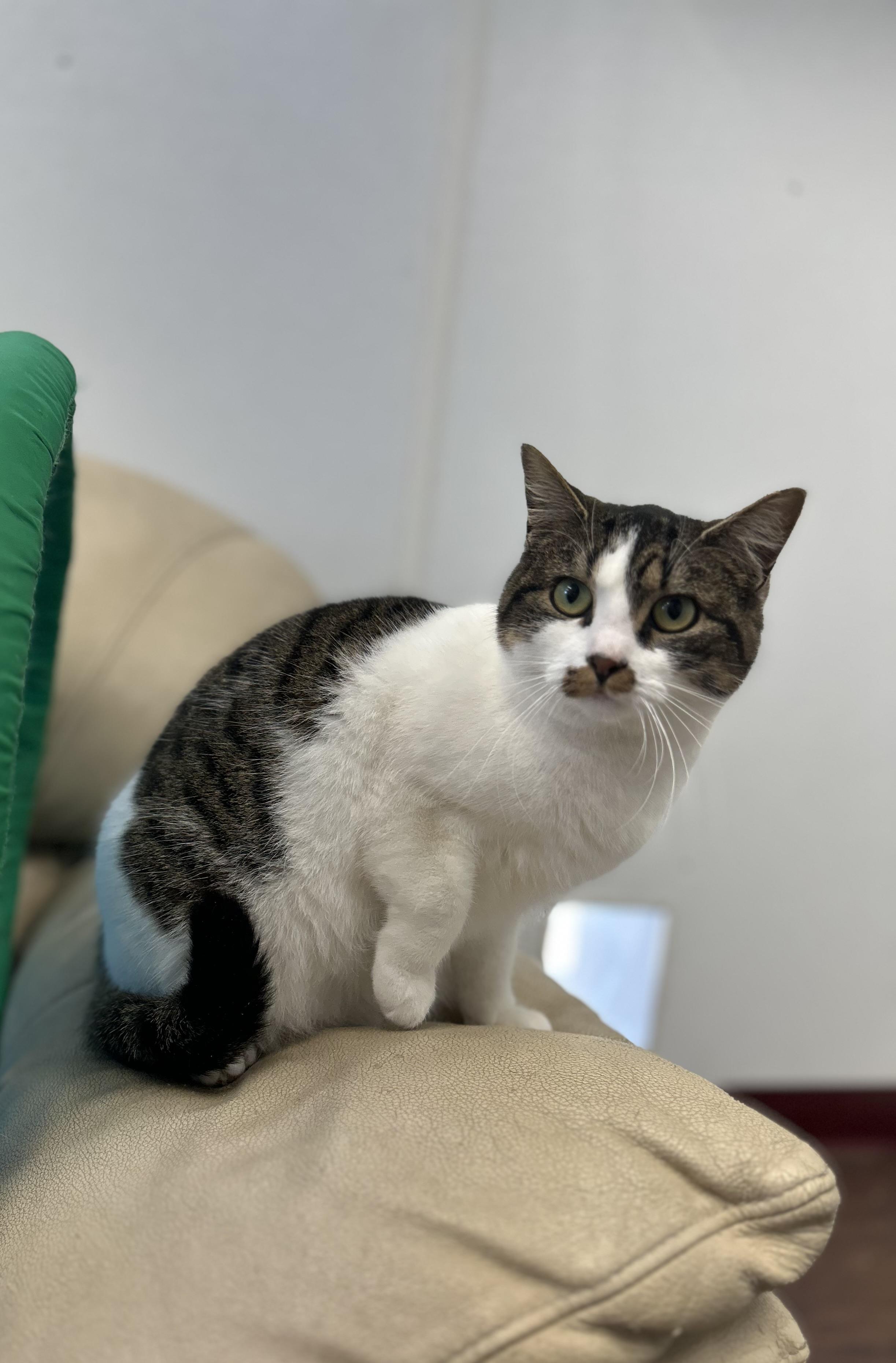 Enlarge Henrietta, a Adoptable Domestic Short Hair in Howes Cave, NY image 2/2