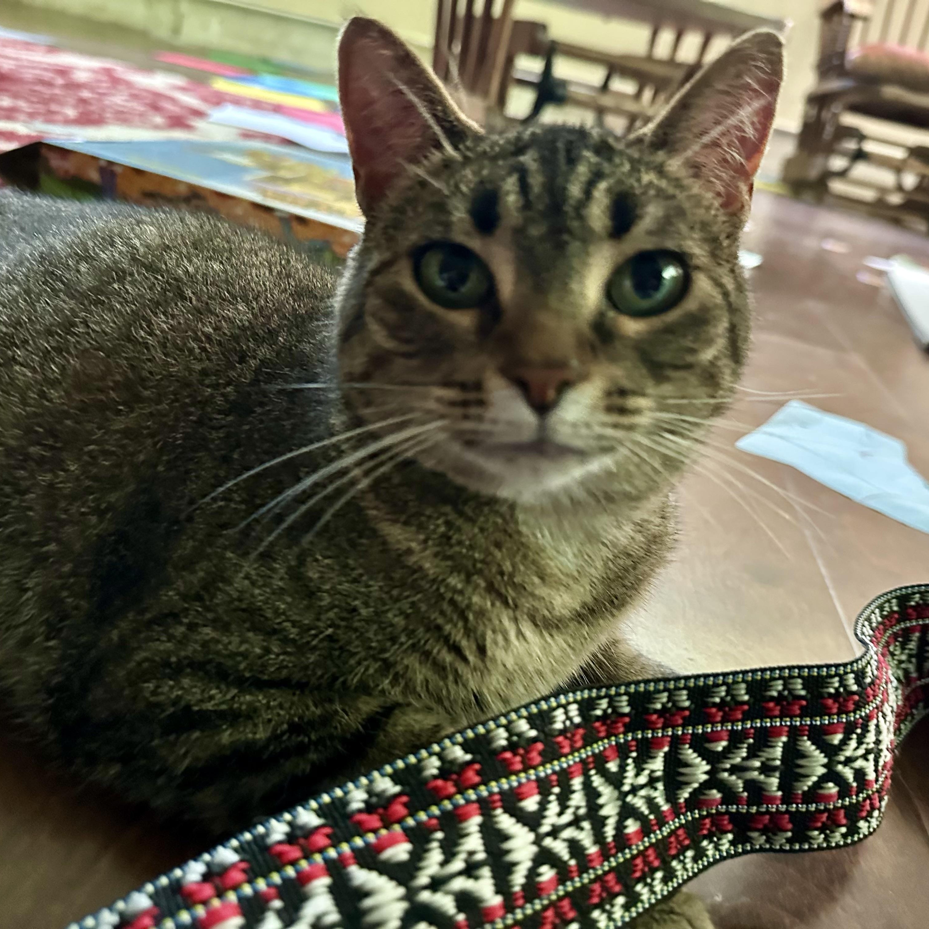 Stevie Girl- Courtesy Listing, a Adoptable Domestic Short Hair in Midland, MI image 1/6