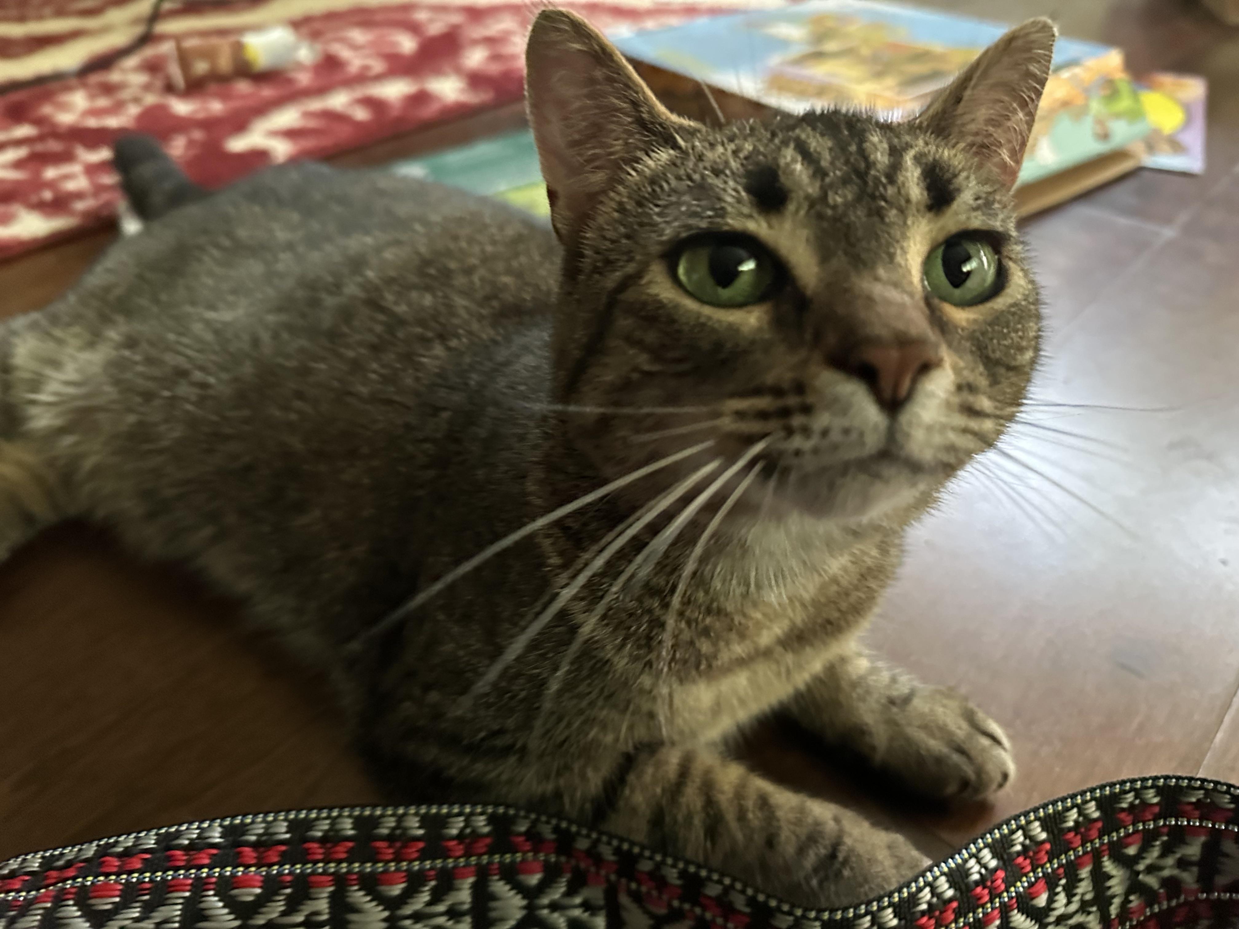 Stevie Girl- Courtesy Listing, a Adoptable Domestic Short Hair in Midland, MI image 2/6