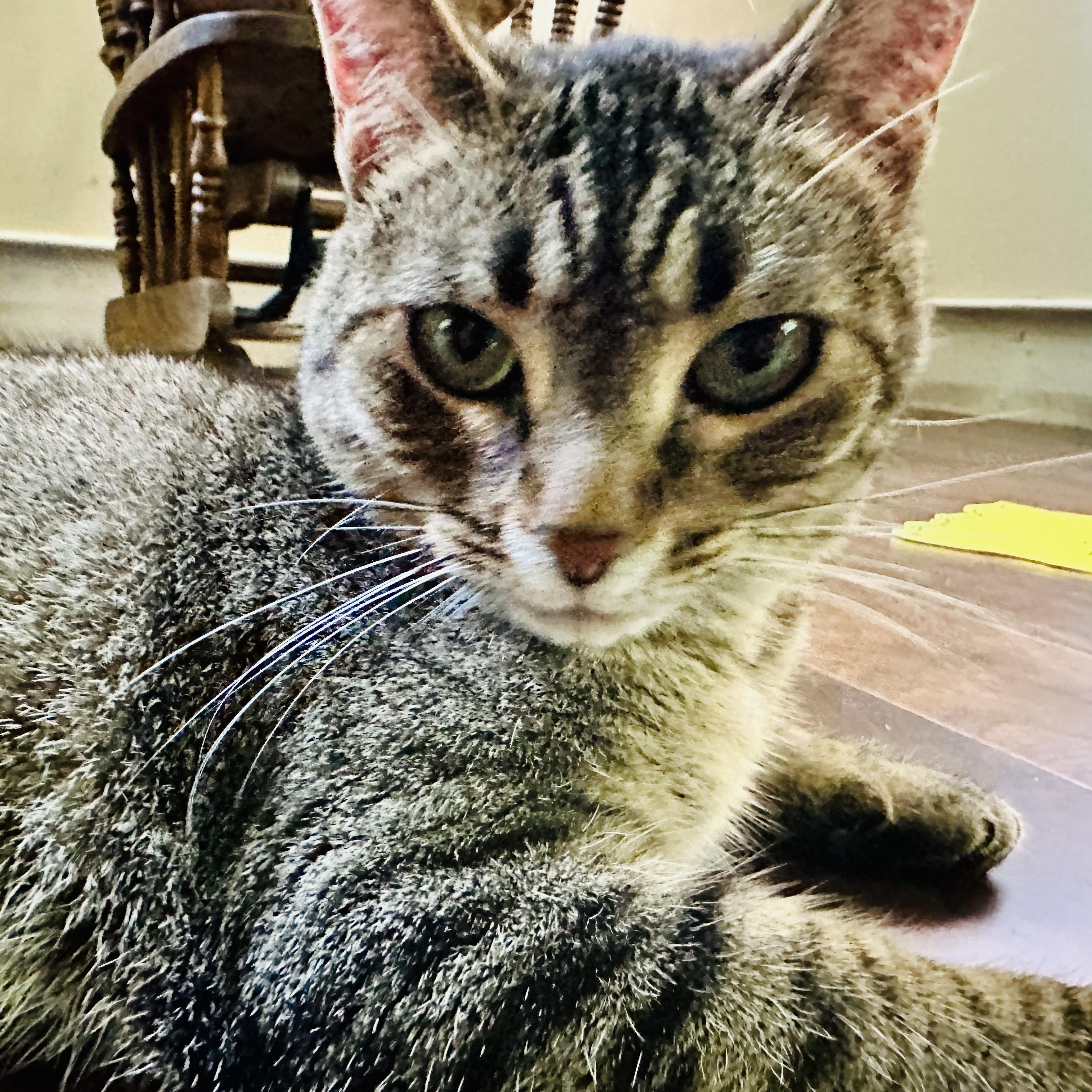 Stevie Girl- Courtesy Listing updated, Adoptable, Adult Female Domestic Short Hair.