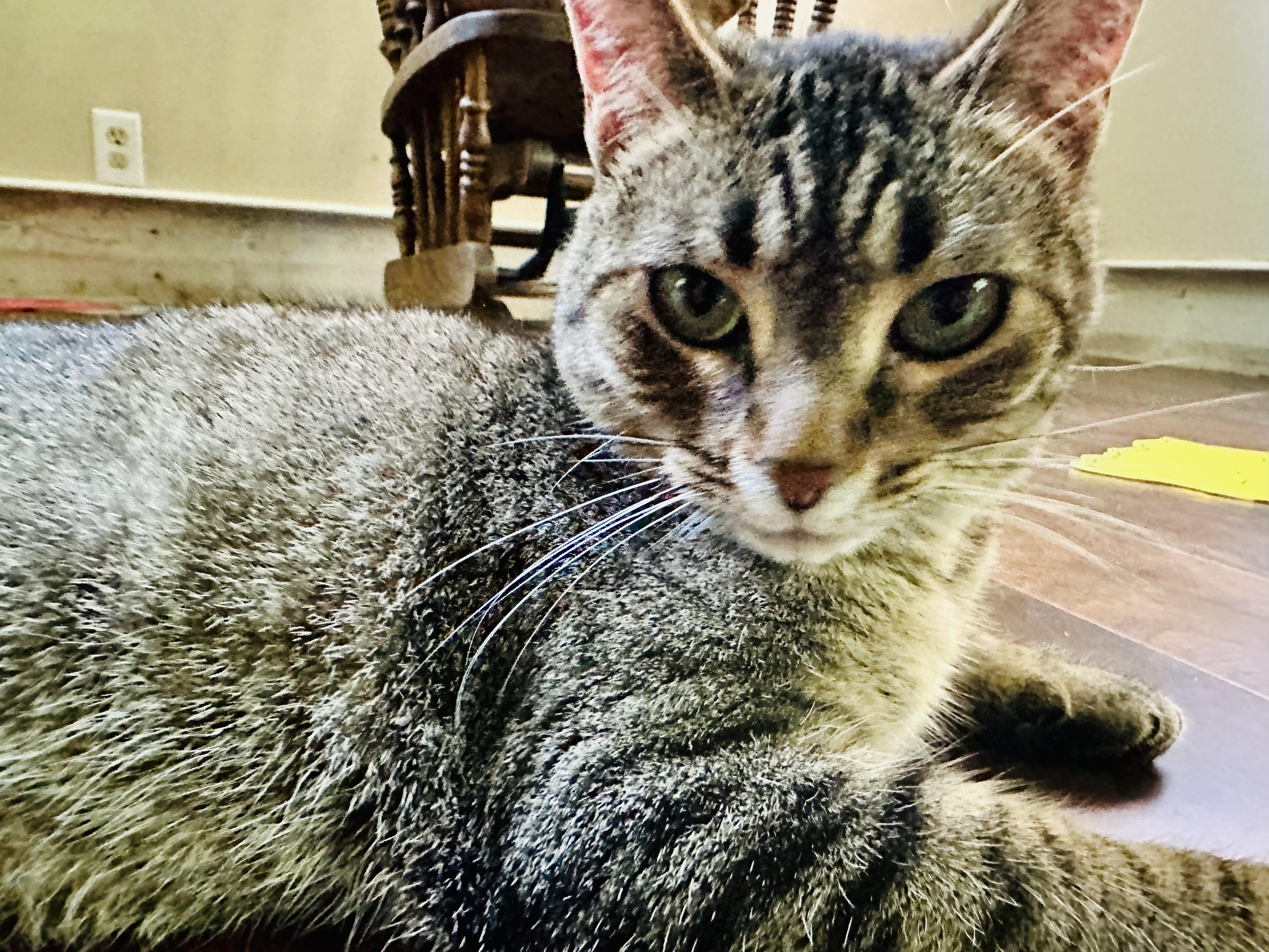 Stevie Girl- Courtesy Listing, a Adoptable Domestic Short Hair in Midland, MI image 3/6