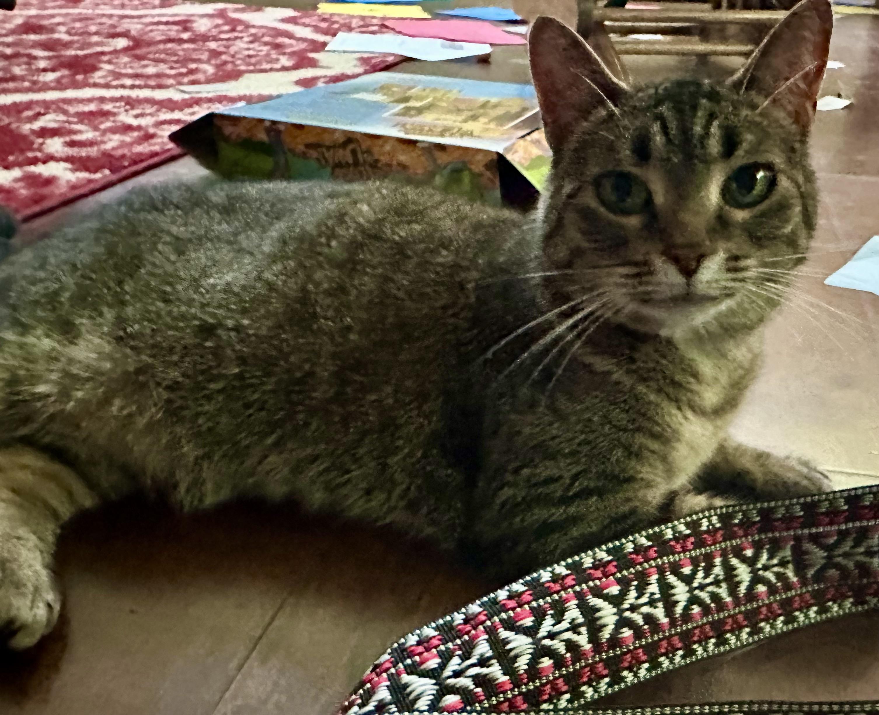 Stevie Girl- Courtesy Listing, a Adoptable Domestic Short Hair in Midland, MI image 4/6