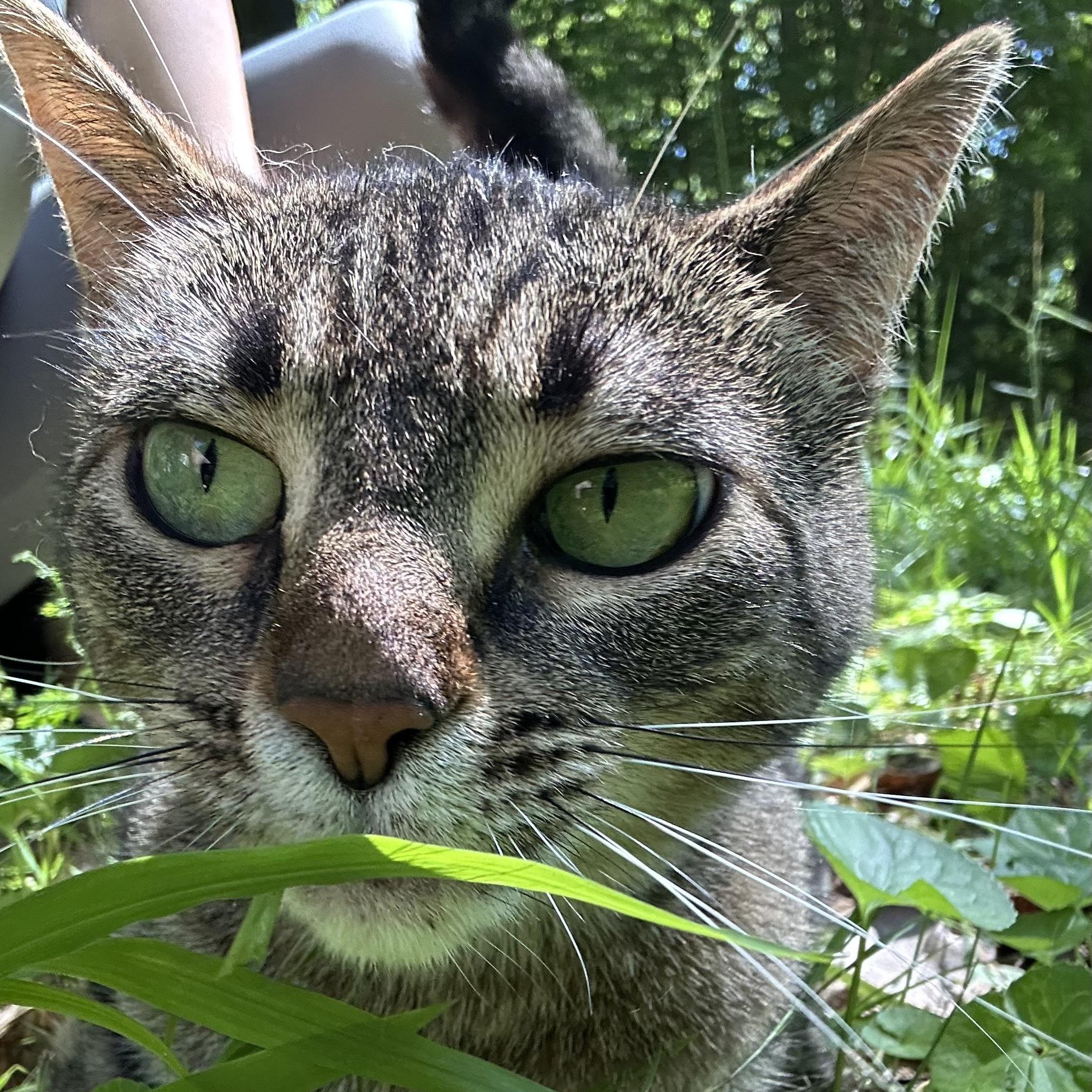 Stevie Girl- Courtesy Listing, a Adoptable Domestic Short Hair in Midland, MI image 6/6