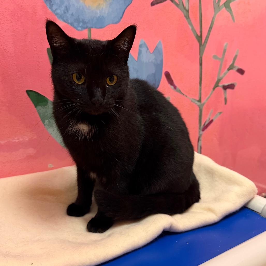 Mesa, Adoptable, Adult Female Domestic Short Hair.
