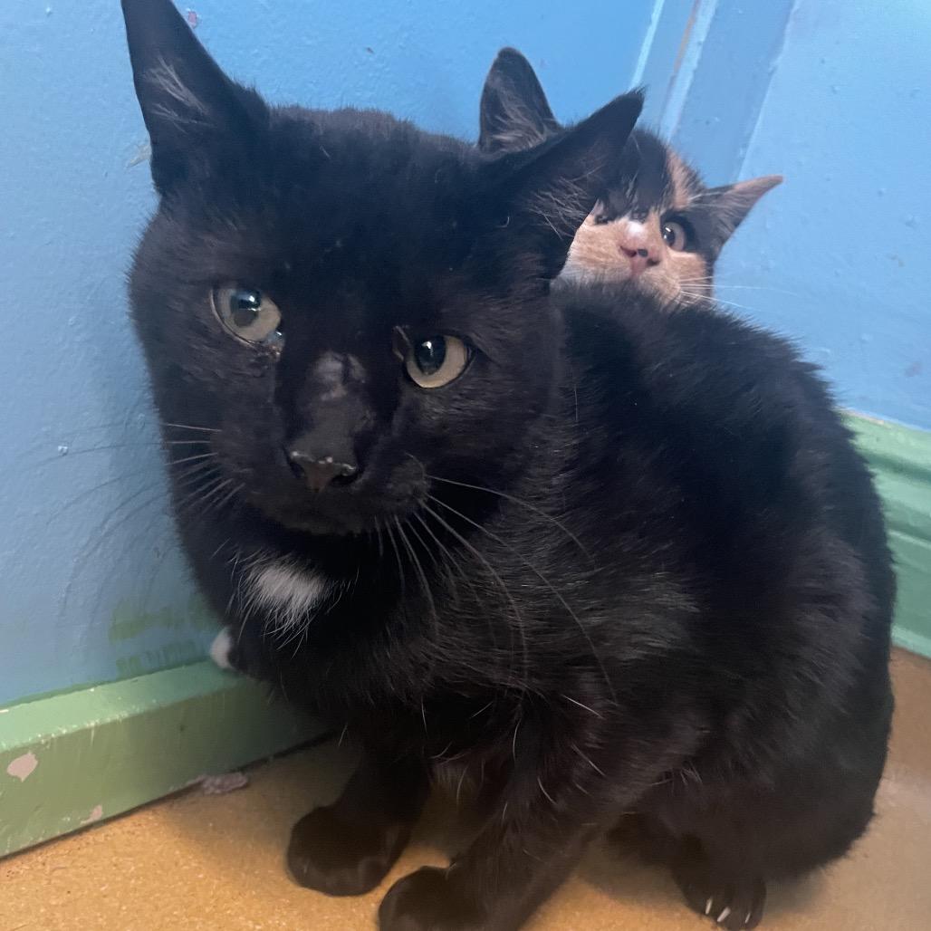 Enlarge Mesa, a ADOPTABLE Domestic Short Hair in Hudson, NY image 1/1