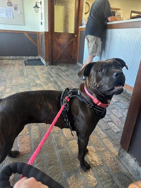 Enlarge Rosie , a ADOPTABLE Pit Bull Terrier in Valley Village, CA image 4/4