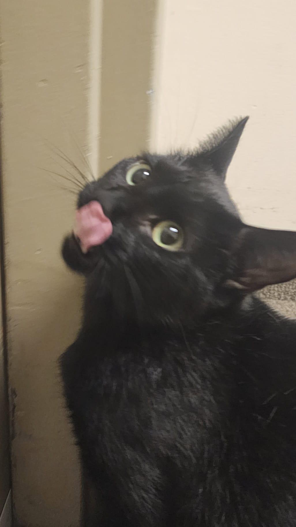 Enlarge Rose, an adopted Domestic Medium Hair in Richmond Hill, ON image 2/4