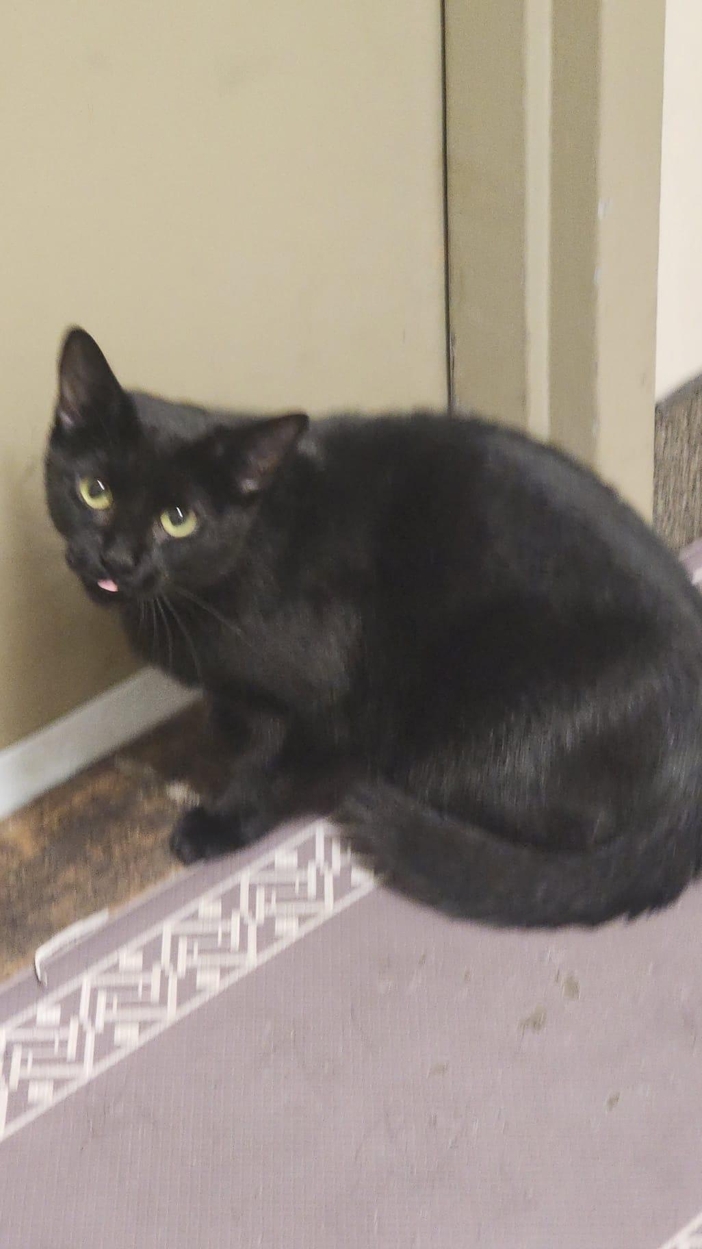 Enlarge Rose, an adopted Domestic Medium Hair in Richmond Hill, ON image 4/4