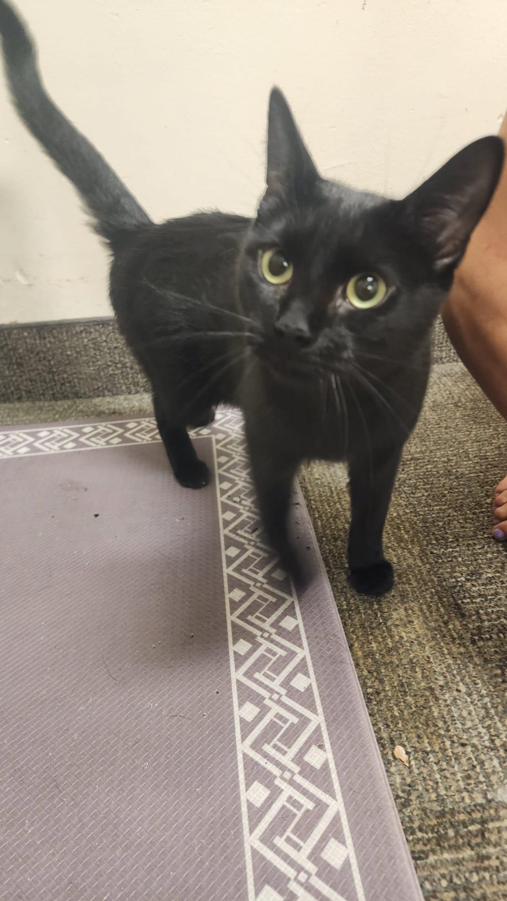 Enlarge Rose, an adopted Domestic Medium Hair in Richmond Hill, ON image 3/4