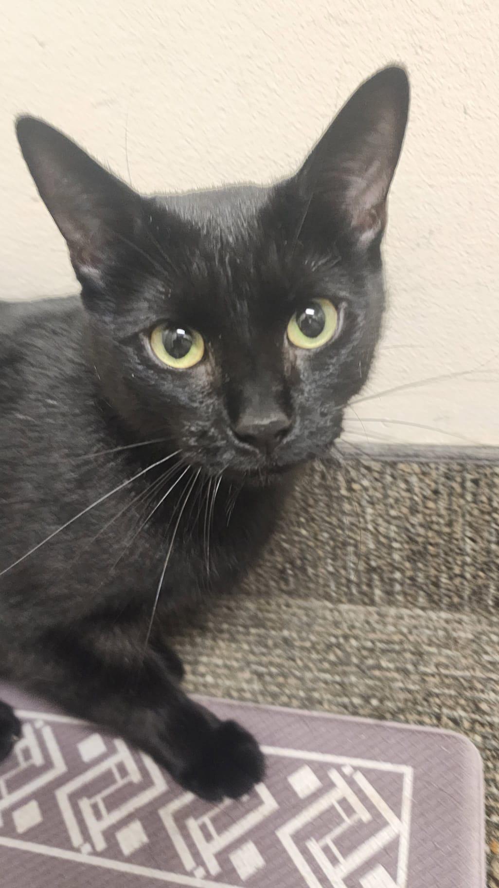 Enlarge Rose, an adopted Domestic Medium Hair in Richmond Hill, ON image 1/4