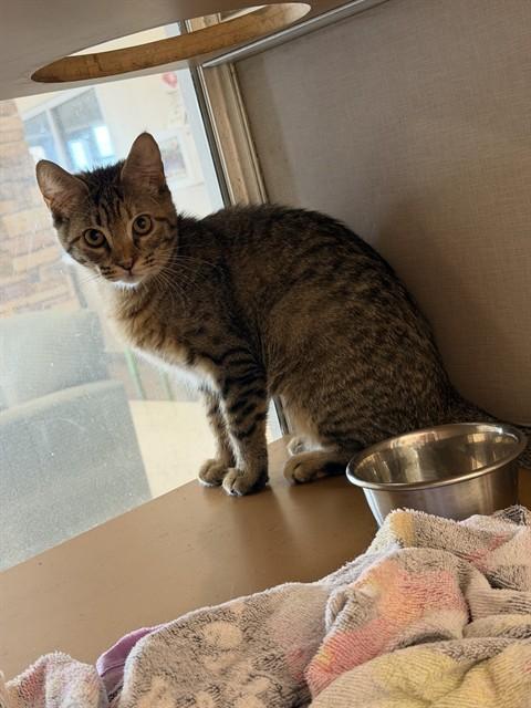 TOBIAS, Adoptable, Young Male Domestic Short Hair.