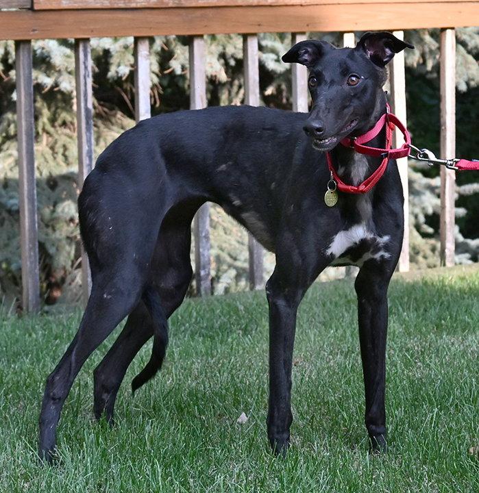 Mumis, Adoptable, Adult Female Greyhound.
