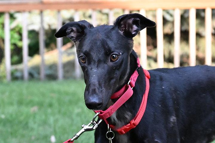 Enlarge Mumis, a Adoptable Greyhound in Minneapolis, MN image 2/3