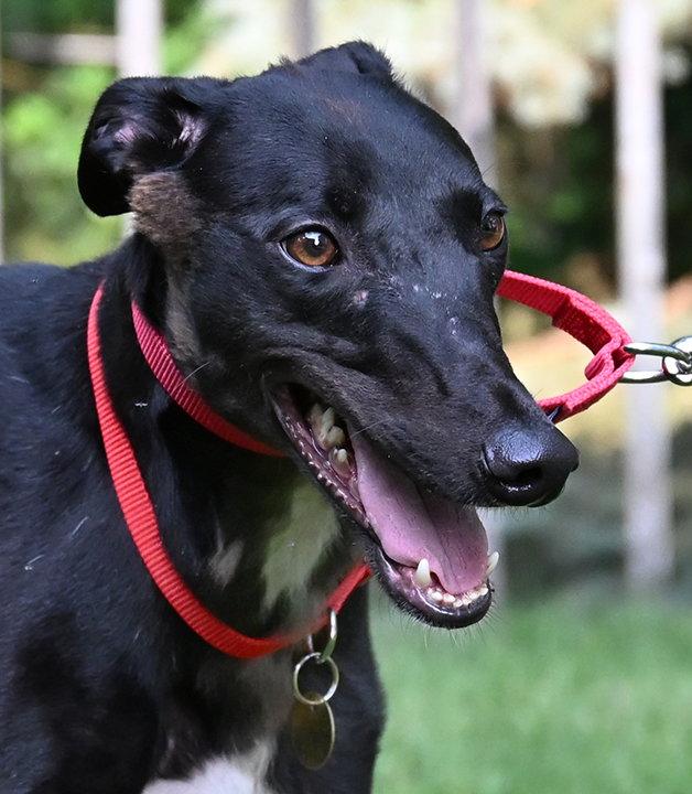 Enlarge Mumis, a Adoptable Greyhound in Minneapolis, MN image 3/3