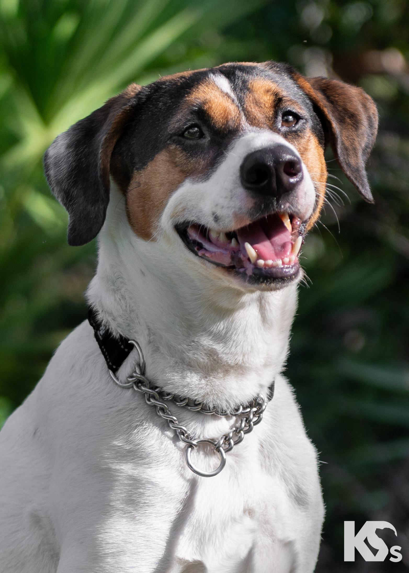 Isaac, a Adoptable mixed breed in Ponte Vedra, FL image 5/5