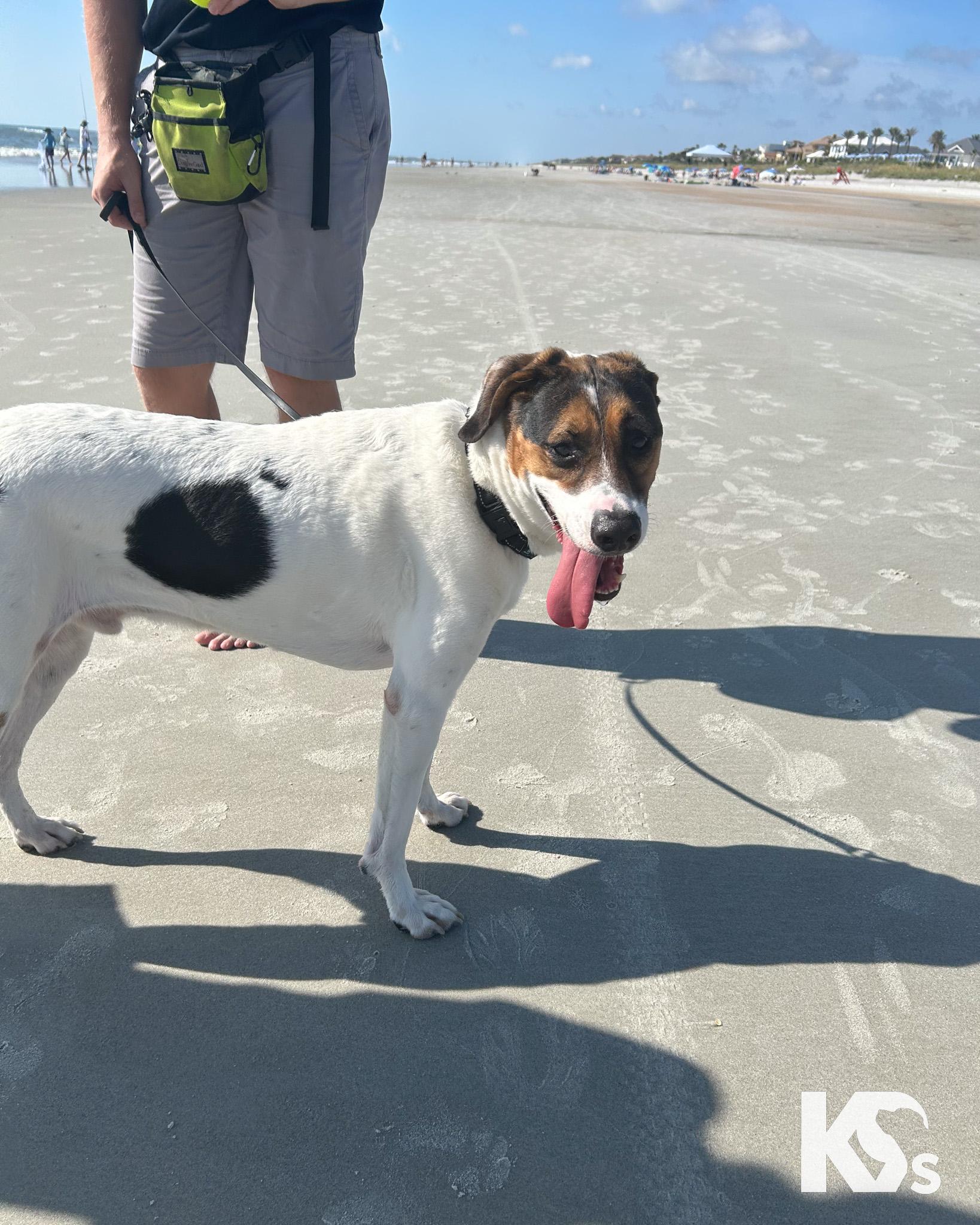 Isaac, a Adoptable mixed breed in Ponte Vedra, FL image 2/5