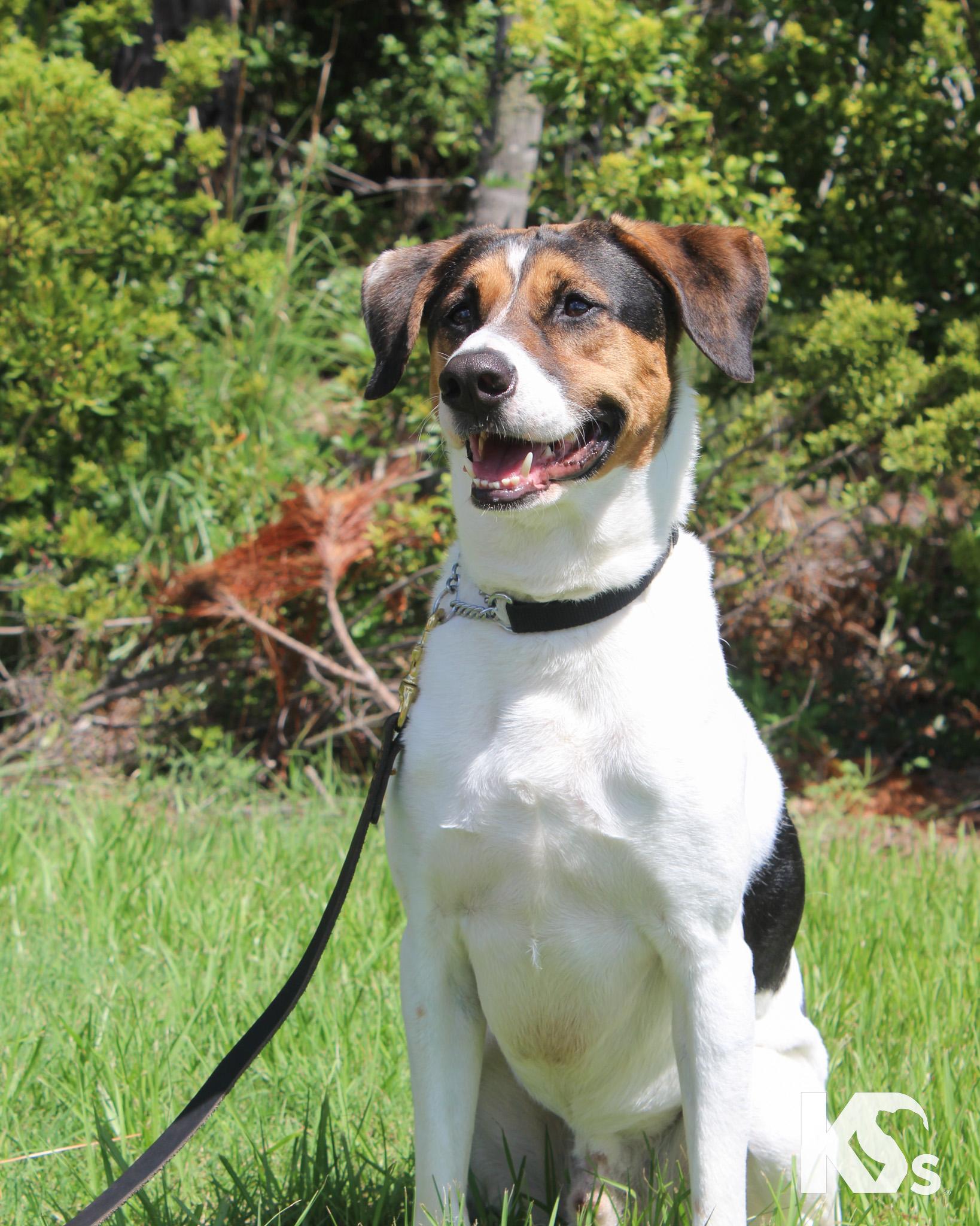 Isaac, a Adoptable mixed breed in Ponte Vedra, FL image 3/5