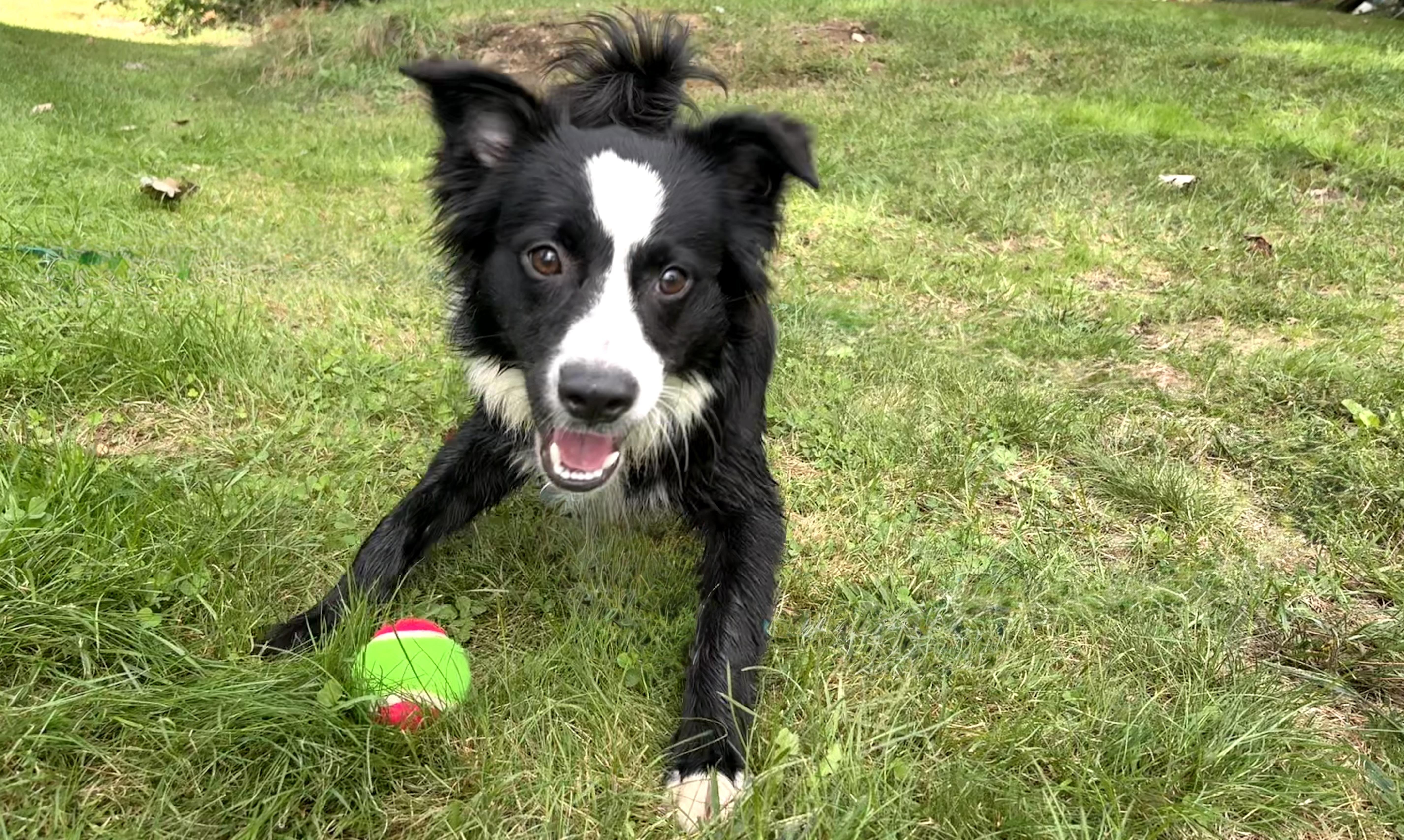 Tate, Adopted, Puppy Male Border Collie.