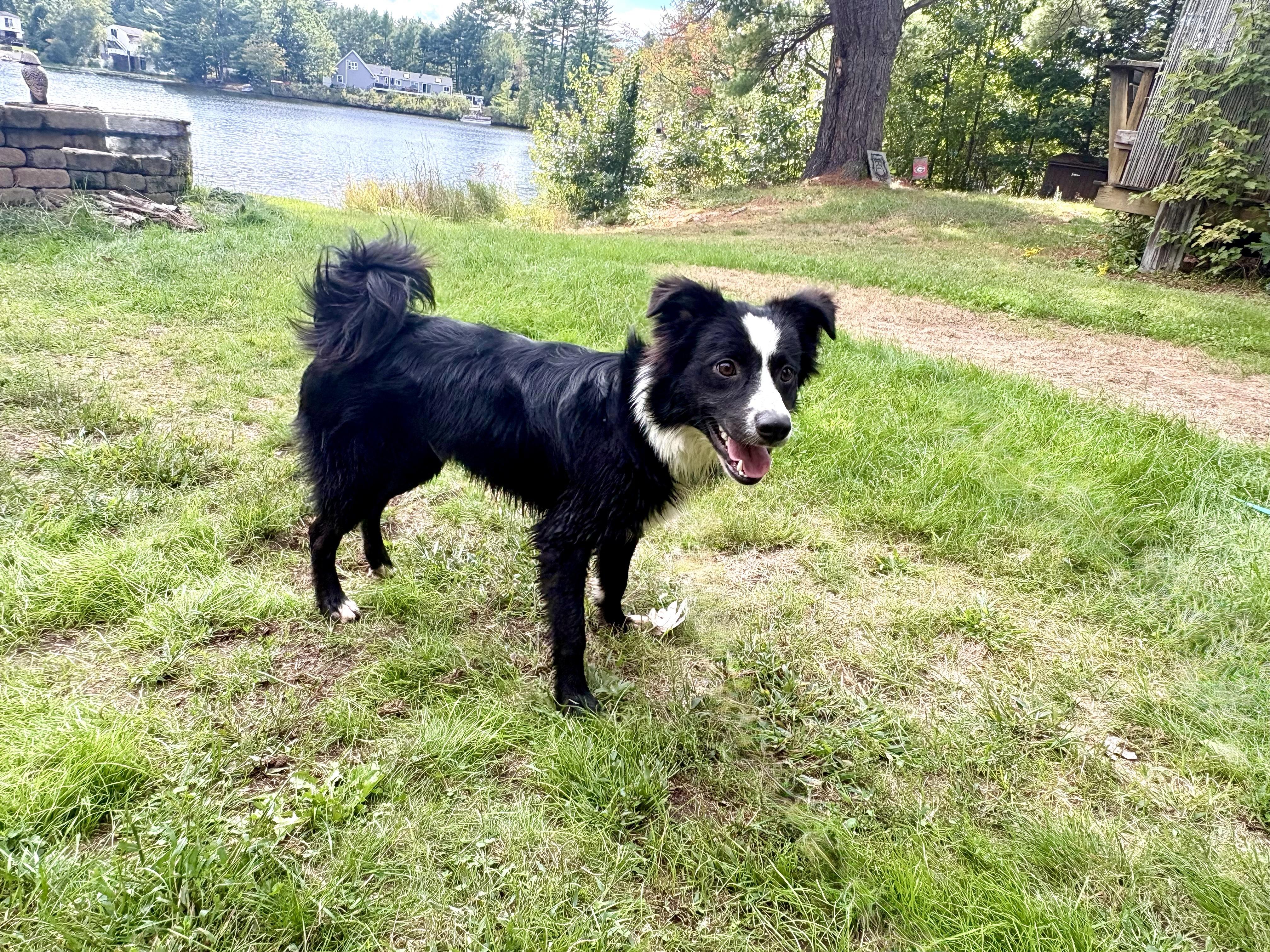Enlarge Tate, a Adopted mixed breed in Weare, NH image 4/6