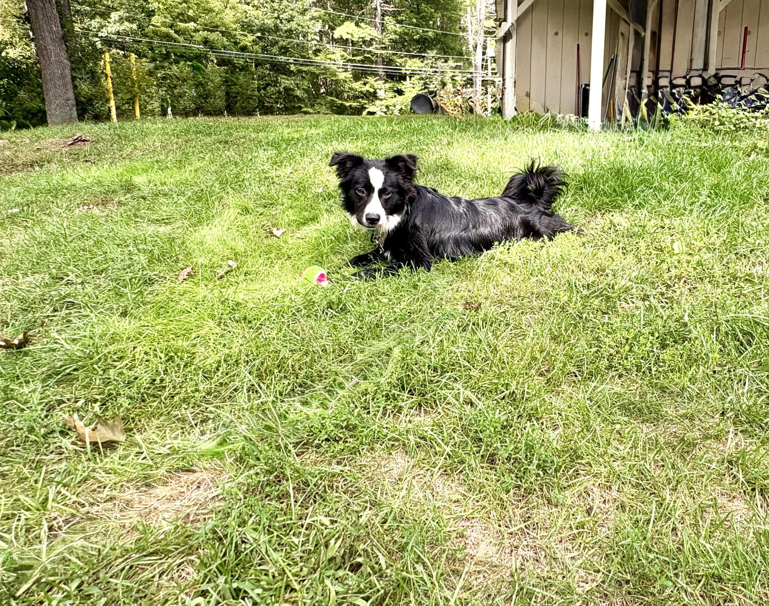 Enlarge Tate, a Adopted mixed breed in Weare, NH image 5/6