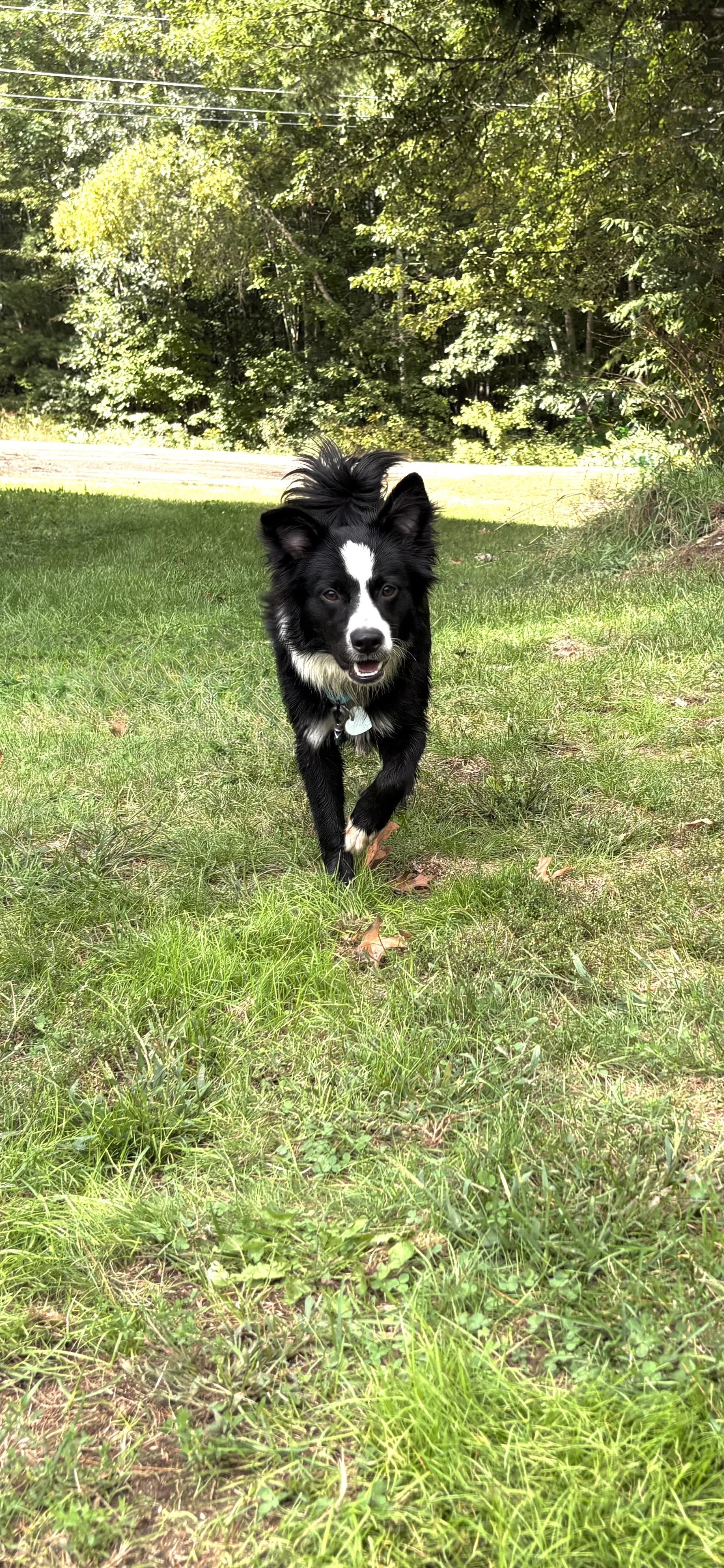 Enlarge Tate, a Adopted mixed breed in Weare, NH image 6/6