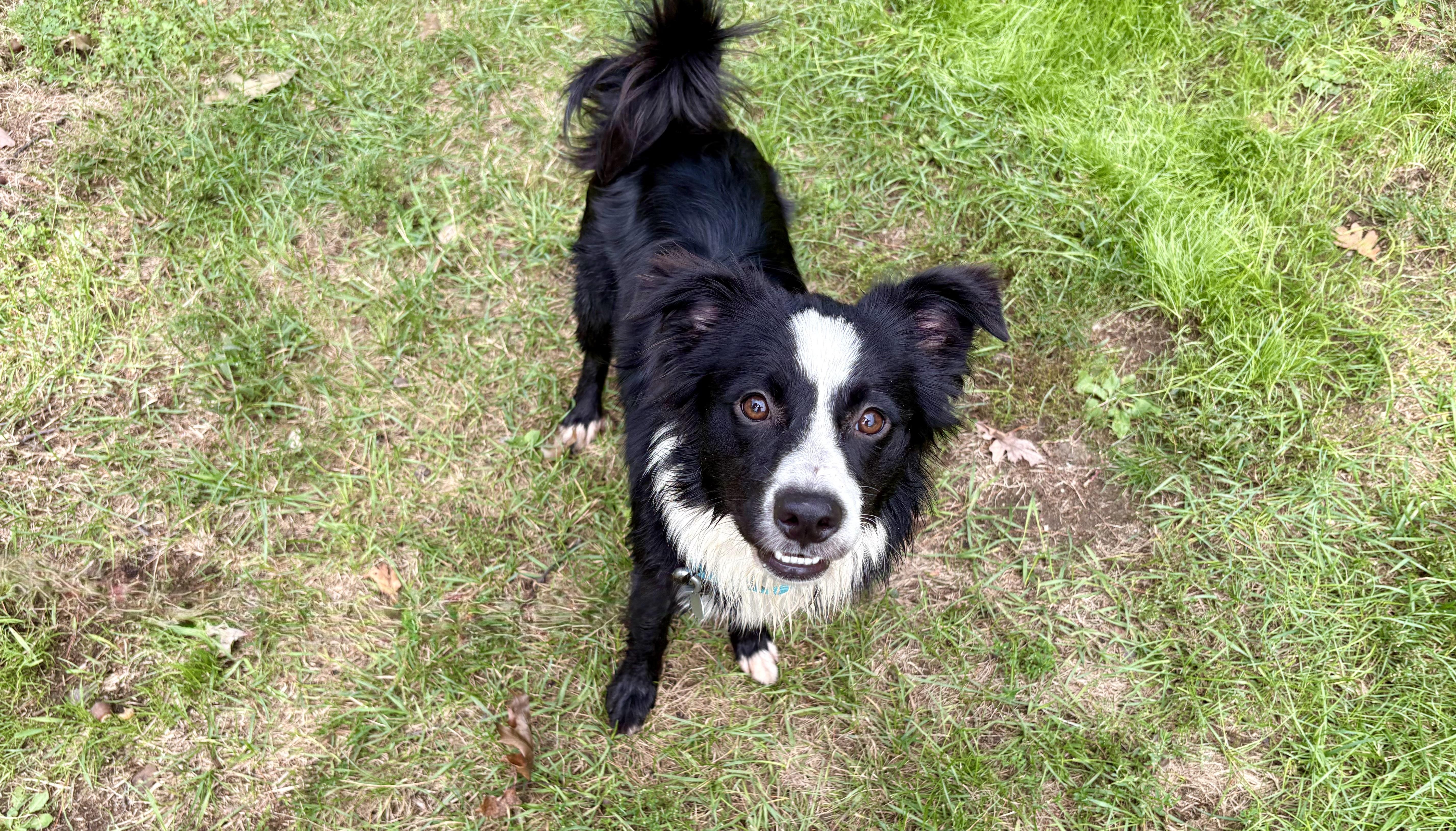 Enlarge Tate, a Adopted mixed breed in Weare, NH image 3/6