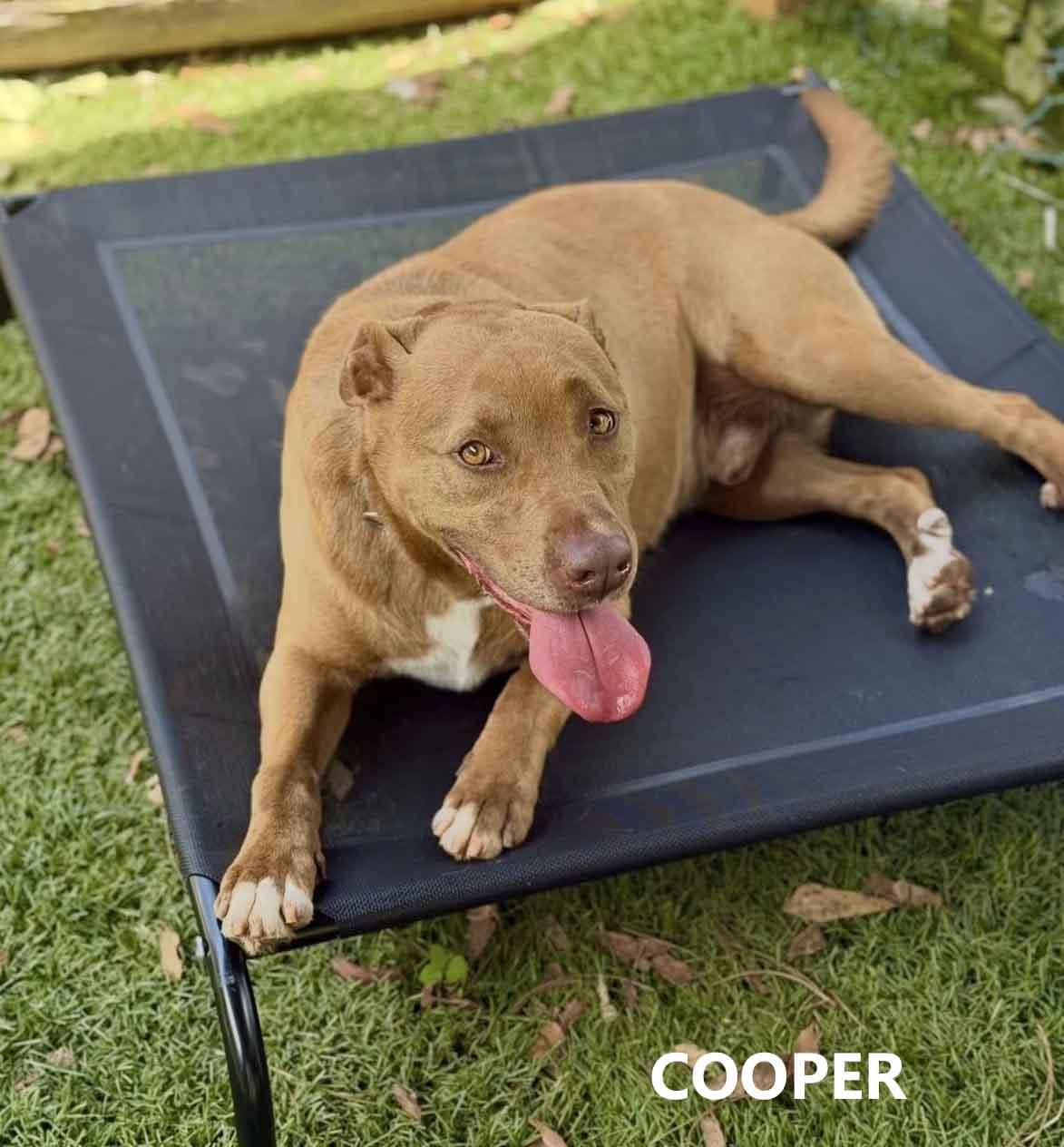 Enlarge Cooper, a Adoptable mixed breed in Washington, GA image 1/4