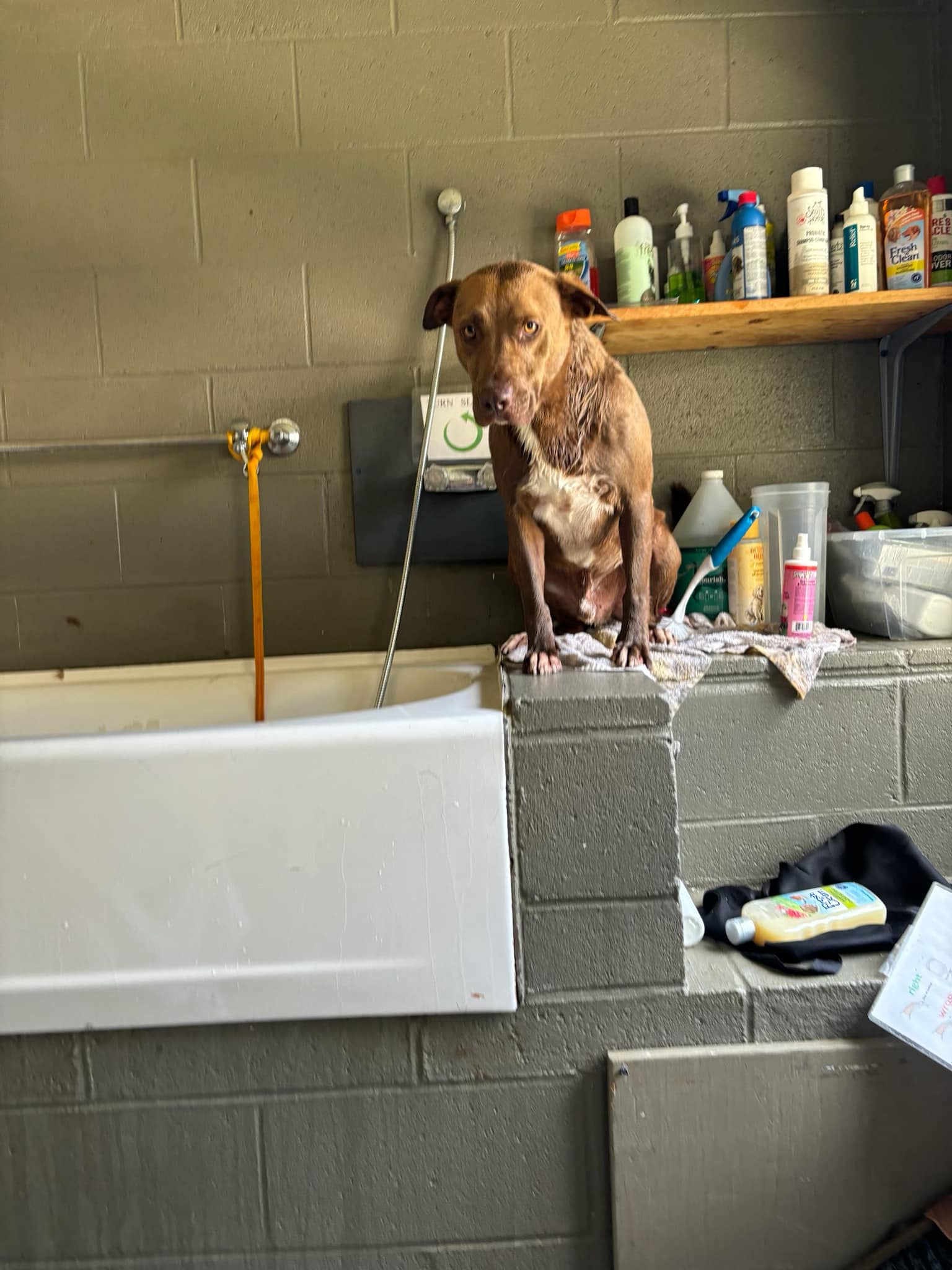 Enlarge Cooper, a Adoptable mixed breed in Washington, GA image 4/4