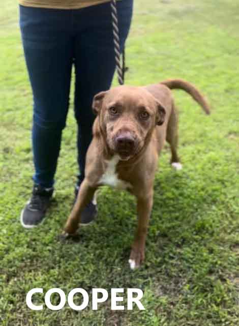 Enlarge Cooper, a Adoptable mixed breed in Washington, GA image 2/4