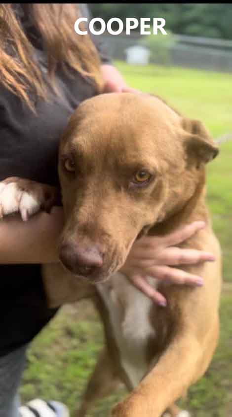Enlarge Cooper, a Adoptable mixed breed in Washington, GA image 3/4