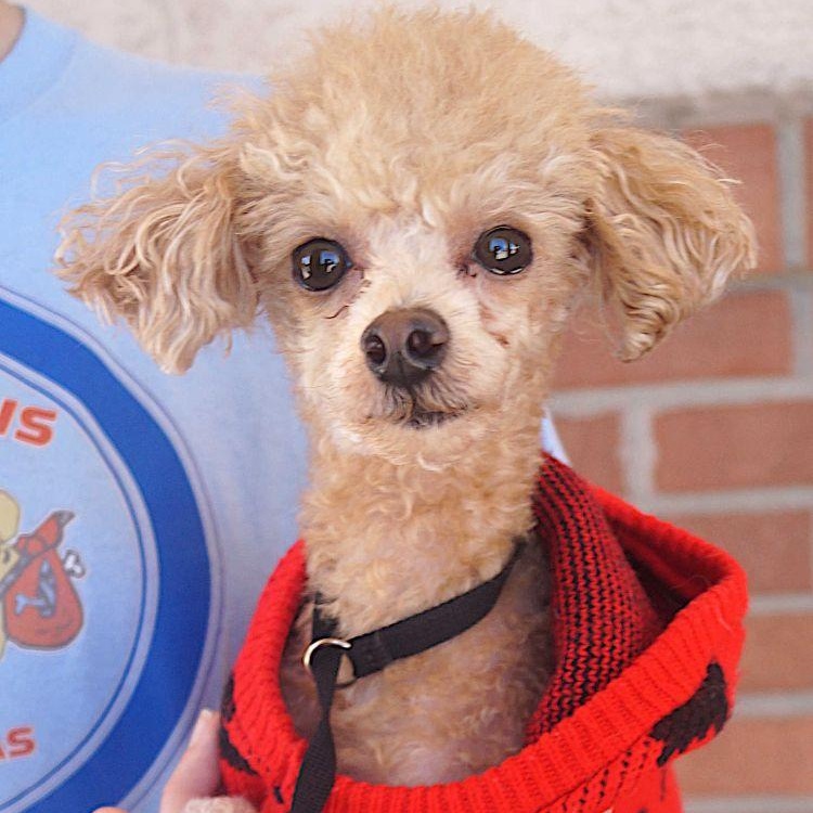 Enlarge Teddy, a Adoptable Poodle (Toy) in Carrollton, TX image 2/2