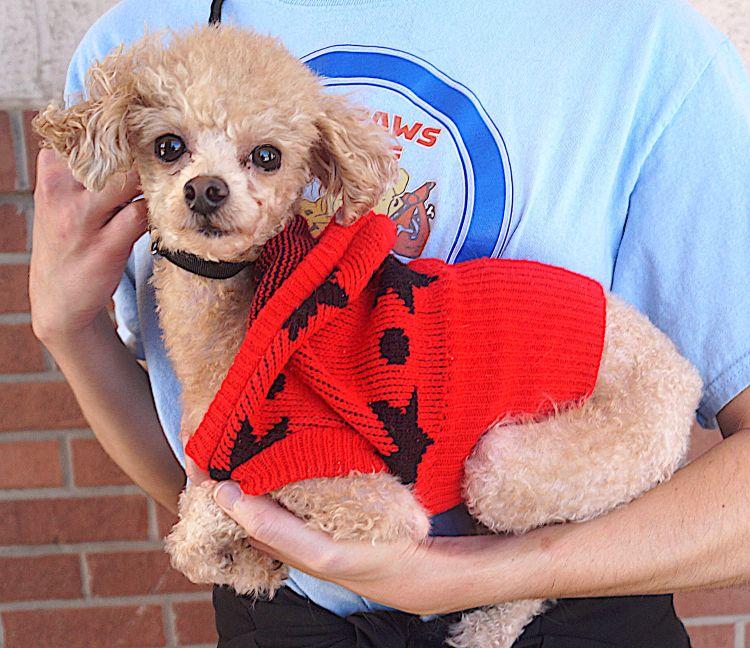 Teddy, Adoptable, Adult Male Poodle (Toy).