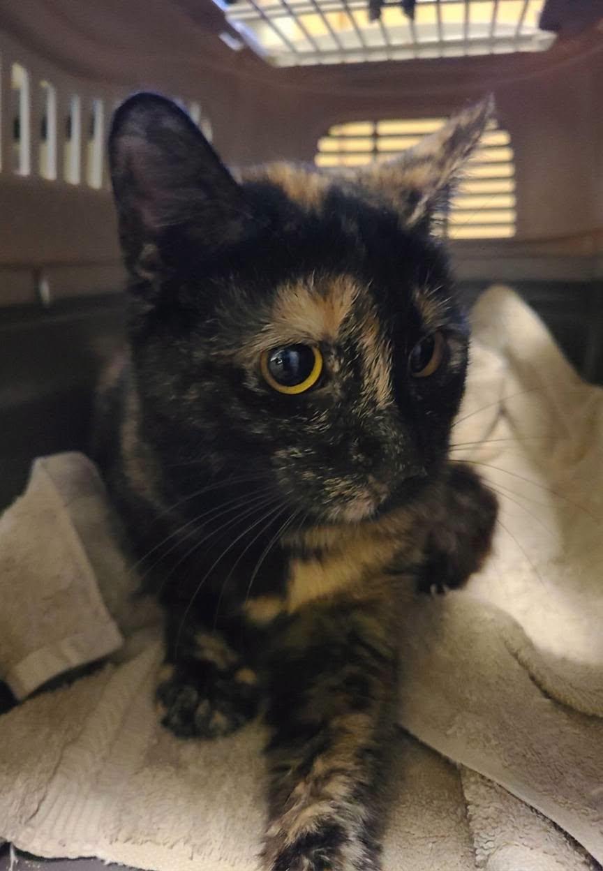 Enlarge Mellie, an adopted Domestic Short Hair in Ellijay, GA image 3/4
