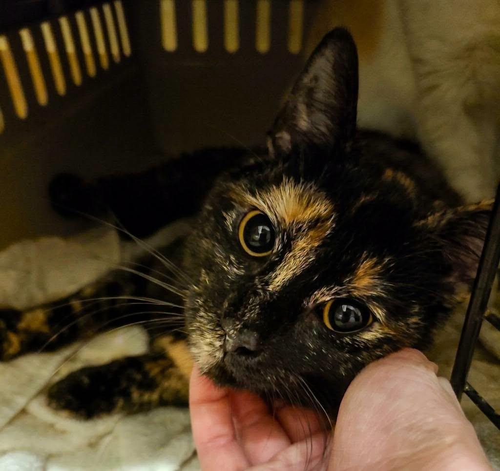 Mellie, adopted, Young Female Domestic Short Hair.