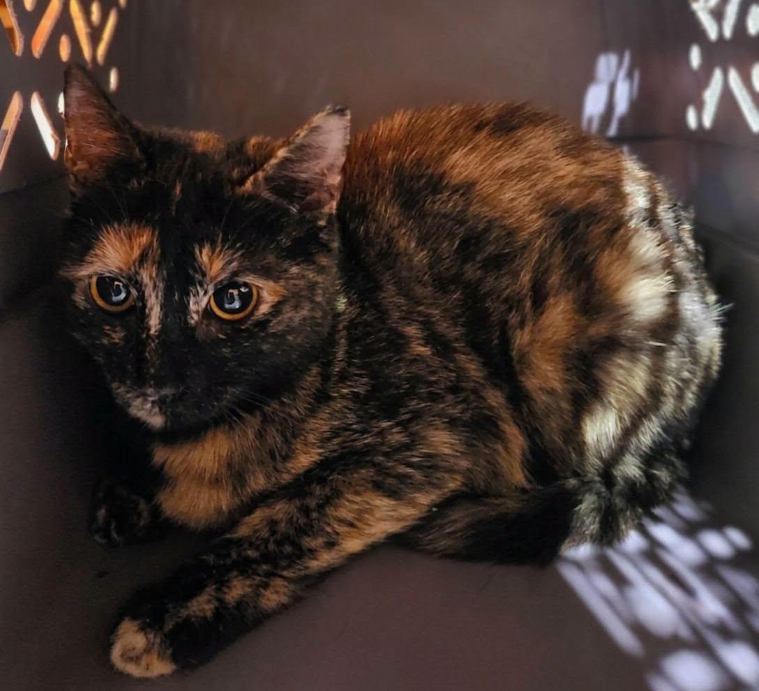 Enlarge Mellie, an adopted Domestic Short Hair in Ellijay, GA image 4/4