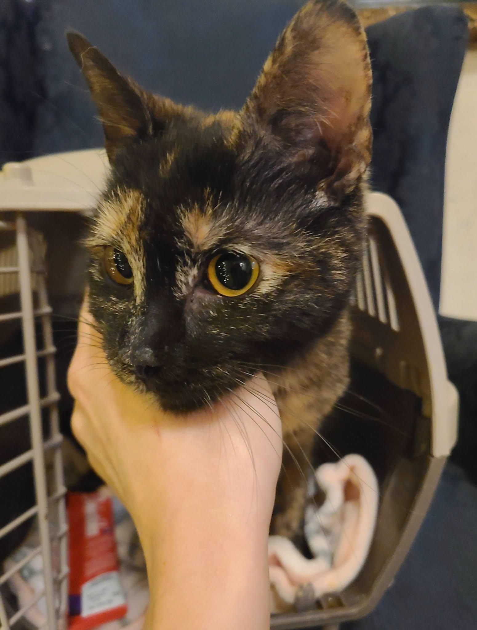 Enlarge Mellie, an adopted Domestic Short Hair in Ellijay, GA image 2/4