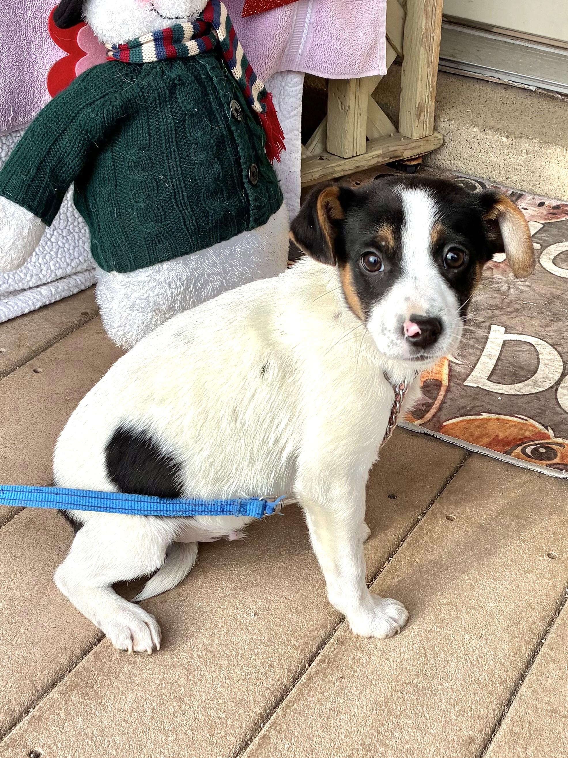 Enlarge Darlo Ray, an adopted mixed breed in West Chicago, IL image 2/3